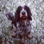 Bentley the Cockerspaniel, enoying the snow