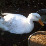 Charlie the duck enjoying the sun