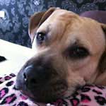 Buster, the dog, resting in bed