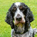 Bentley, the cockerspaniel, sitting in the garden