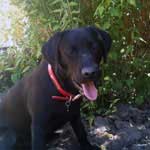 Mitch, a chocolate labrador retriever, resting in the shade