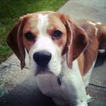 Beagle dog, lying in the sun