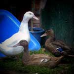 Ducks lying in the garden