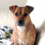 Maisey the dog, is sitting patiently to go for a walk