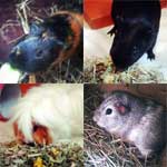 Three guinea pics eating straw