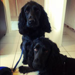 Two black dogs, one sitting and the other lying down waiting to go for a walk