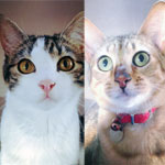 Two cats sitting sitting on the carpet staring at the camera