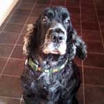 Max the dog, waiting patiently to go for a walk