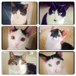 Photo of Cleo, Jinxy, Clyde, Bonnie , Billy & Gizmo