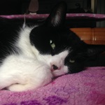 Kitty