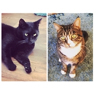 Pepsi & Max